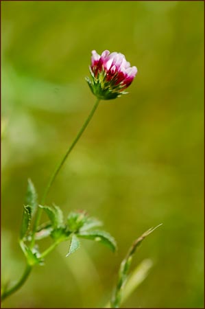 Tomcat Clover, Trifolium willdenovii