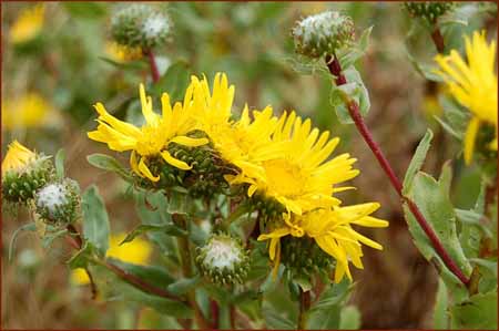 Grindelia stricta, Gumplant