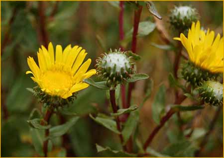 Gumplant, Grindelia stricta