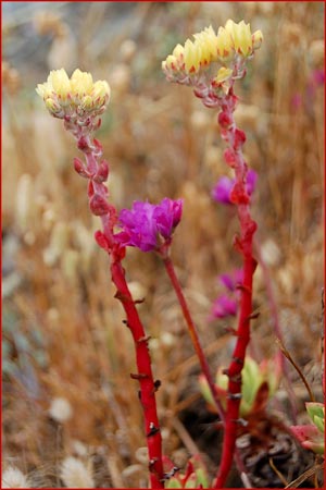 Powdery Dudleya, Dudleya farinosa