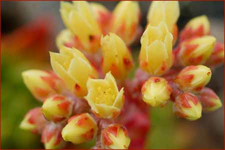 Dudleya farinosa, Powdery Dudleya