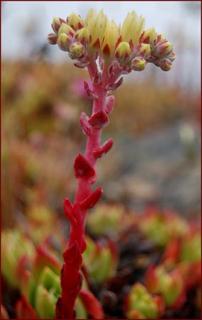 Dudleya farinosa, Powdery Dudleya