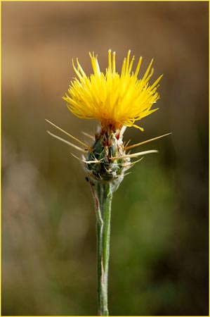 Yellow Star Thistle, Centaurea solstitialis