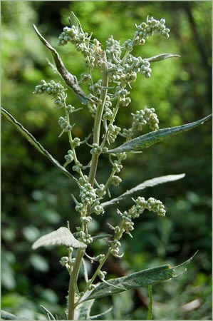 Mugwort, Artemisia douglasiana