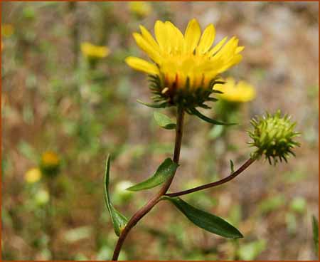 Grindelia stricta, Gumplant