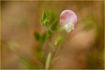 Spanish Lotus, Lotus purshianus