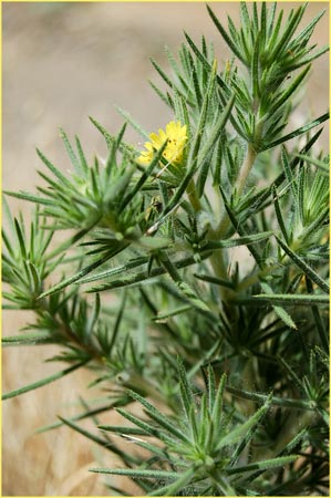 Hemizonia fitchii, Fitchs Spikeweed