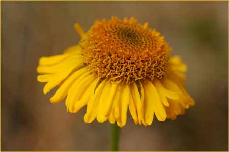 Helenium bolanderi, Coastal Sneezeweed