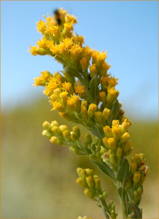 Solidago californica, California Goldenrod