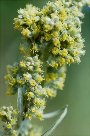 Mugwort, Artemisia douglasiana