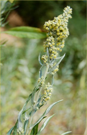 Mugwort, Artemisia douglasiana