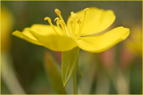 Camissonia ovata, Sun Cup