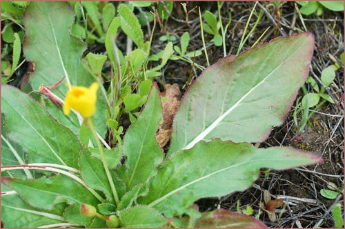 Camissonia ovata, Sun Cup