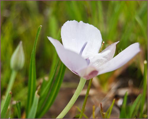 Calochortus uniflorus, Large Flowered Star Tulip