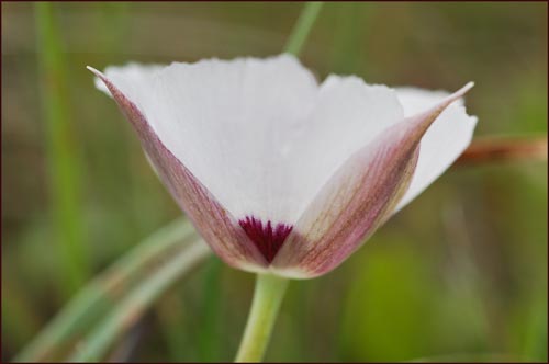 Calochortus uniflorus, Large Flowered Star Tulip