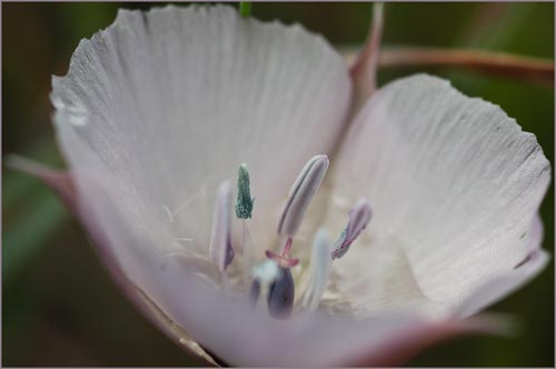 Calochortus uniflorus, Large Flowered Star Tulip