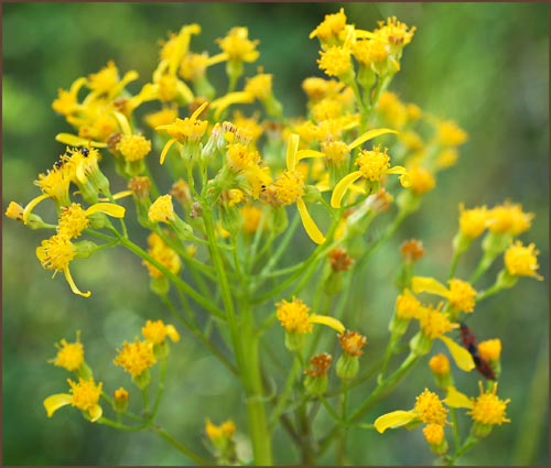 Senecio sp, Butterweed