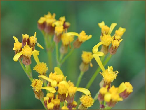 Senecio sp, Butterweed