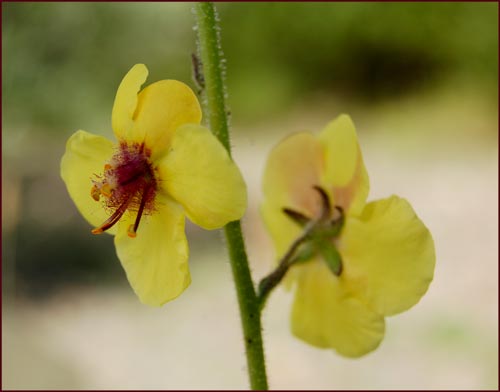 Verbascum blattaria, Moth Mullein