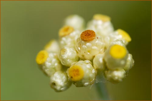 California Cudweed, Gnaphalium californicum