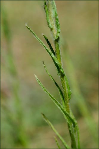 California Cudweed, Gnaphalium californicum