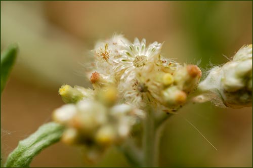 California Cudweed, Gnaphalium californicum