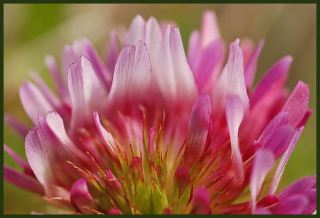 Cow Clover, Trifolium wormskjoldii