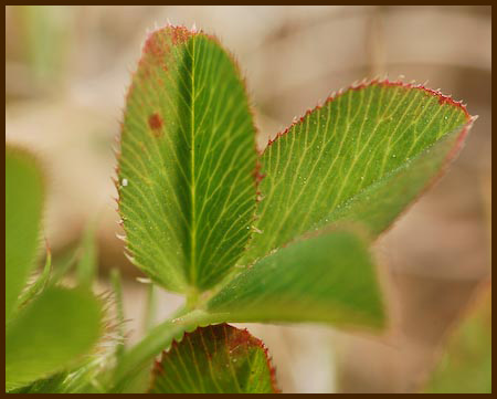 Cow Clover, Trifolium wormskjoldii