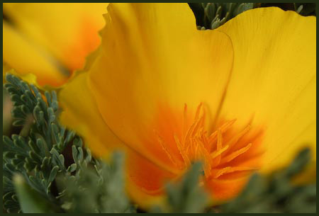 Eschscholzia californica, California Poppy