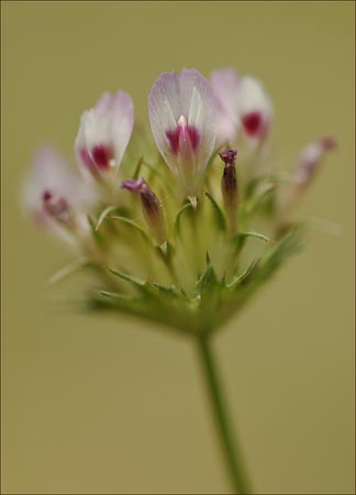 Tomcat Clover, Trifolium willdenovii