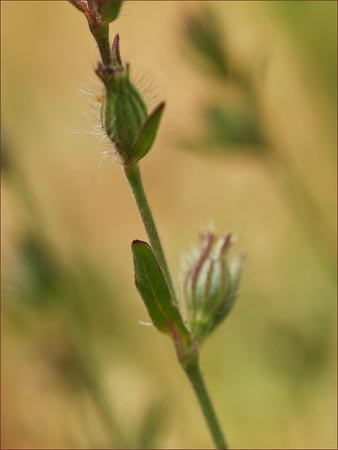 Windmill Pink, Silene gallica