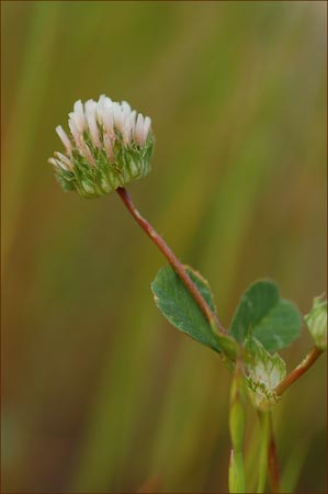 Thimble Clover, Trifolium microdon