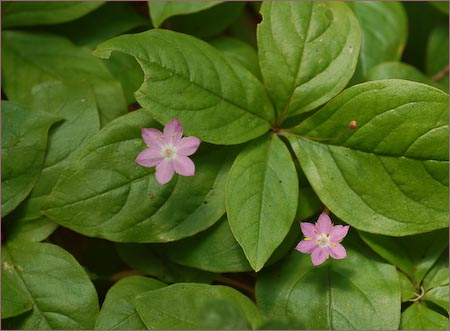 Western Starflower, Trientalis latifolia