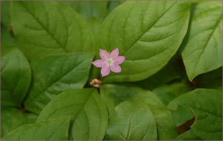 Western Starflower, Trientalis latifolia