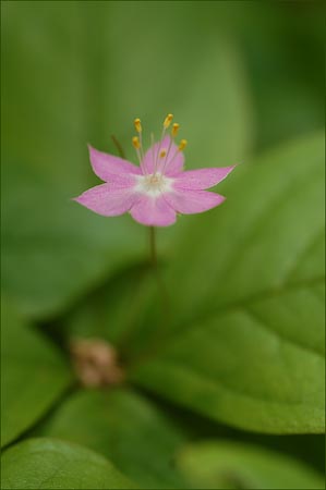 Western Starflower, Trientalis latifolia