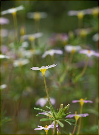 Linanthus, Linanthus sp