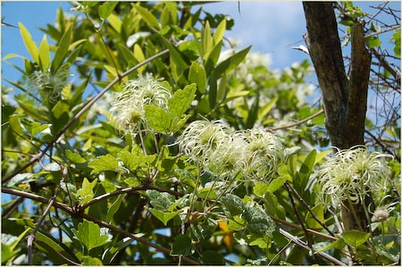 Pipestems, Clematis lasiantha