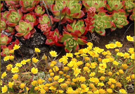 Dudleya farinosa, Powdery Dudleya