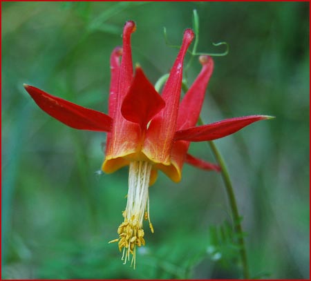 Western Columbine, Aquilegia formosa