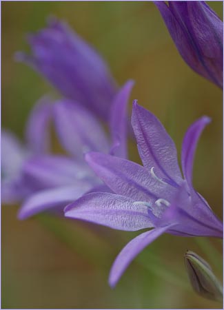 Brodiaea elegans, Harvest Brodiaea