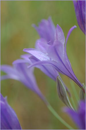 Harvest Brodiaea, Brodiaea elegans