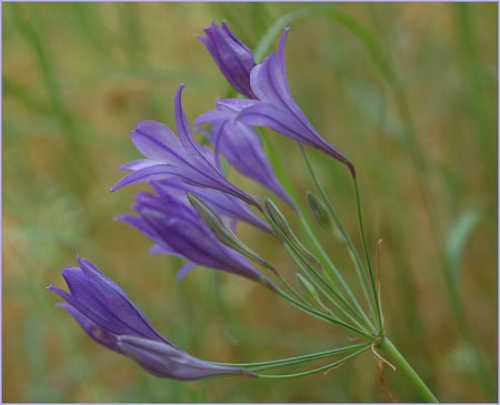 Brodiaea elegans, Harvest Brodiaea