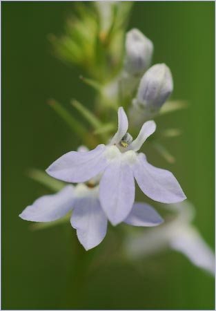 Lobelia spicata, Pale Spiked Lobelia