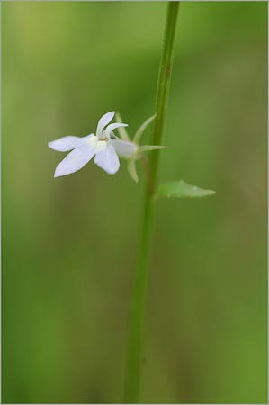 Pale Spiked Lobelia, Lobelia spicata