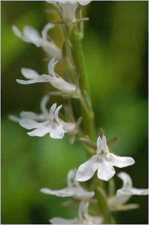 Pale Spiked Lobelia, Lobelia spicata