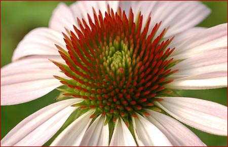 Echinacea pallida, Pale Purple Coneflower