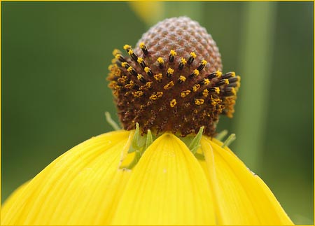 Rudbeckia triloba, Brown Eyed Susan