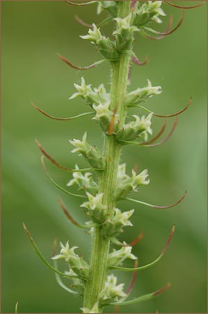 Blazing Star, Liatris sp