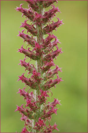 Blazing Star, Liatris sp