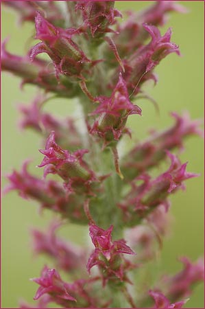 Blazing Star, Liatris sp